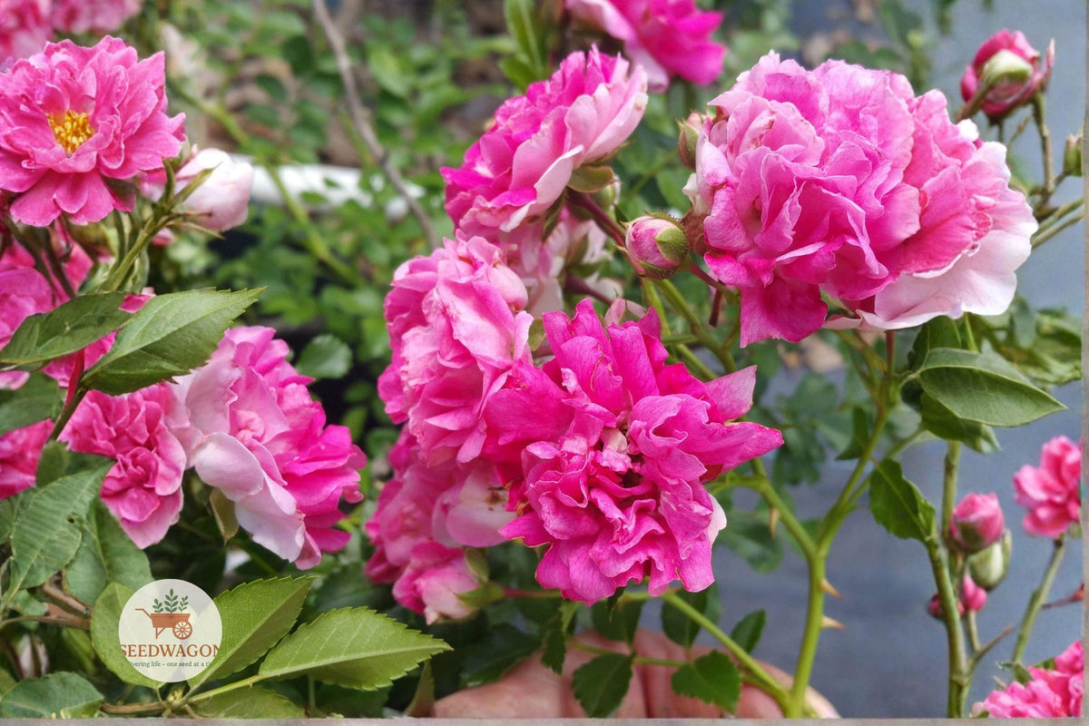 Seven Sisters Pink Rose Plant – Heirloom Climbing Rambler Bare Root Starter – Pink Flowering Rose for Trellises & Fences