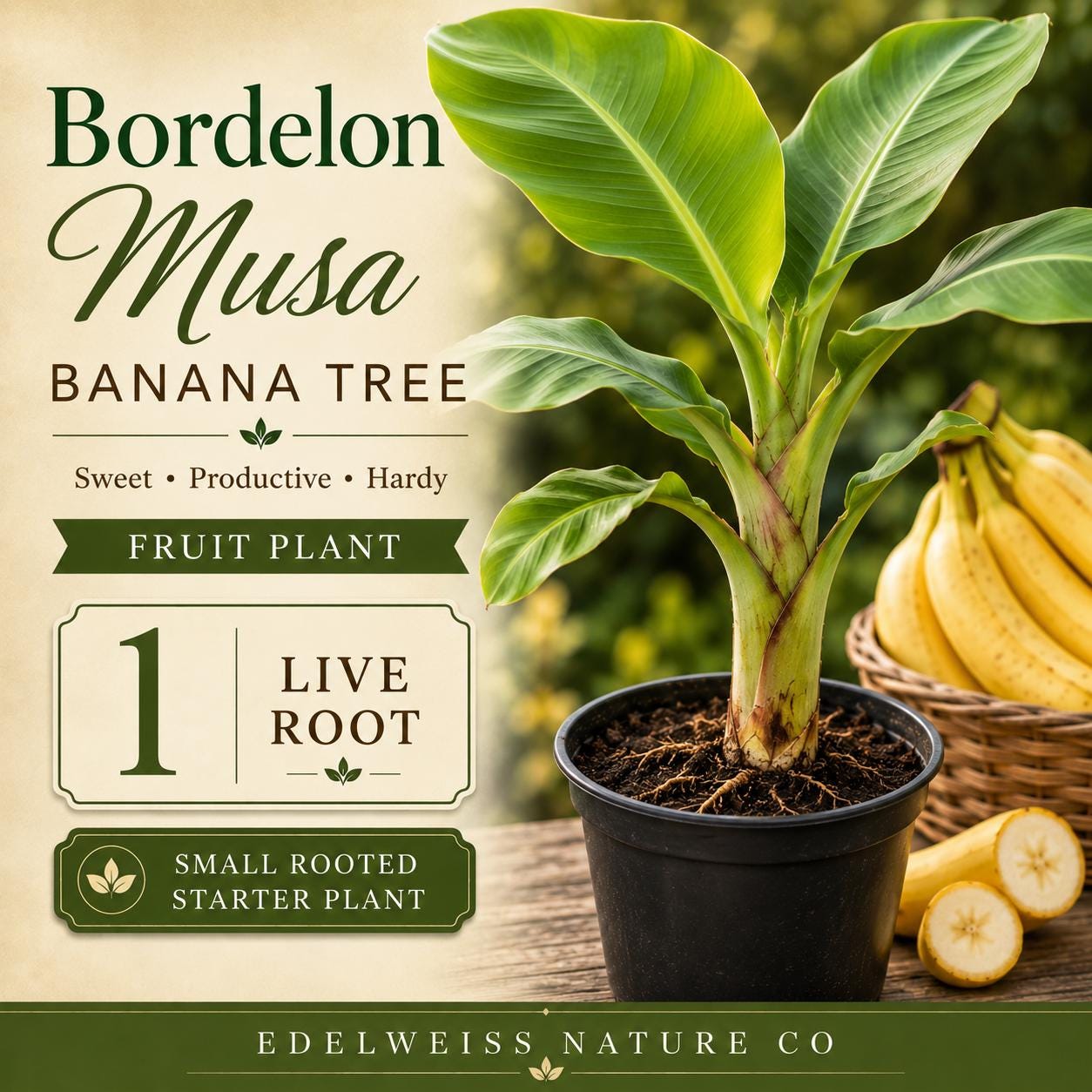 Bordelon Banana Plant | Musa Ornamental Starter | Tropical Foliage | Non-GMO Live Root for Garden or Container