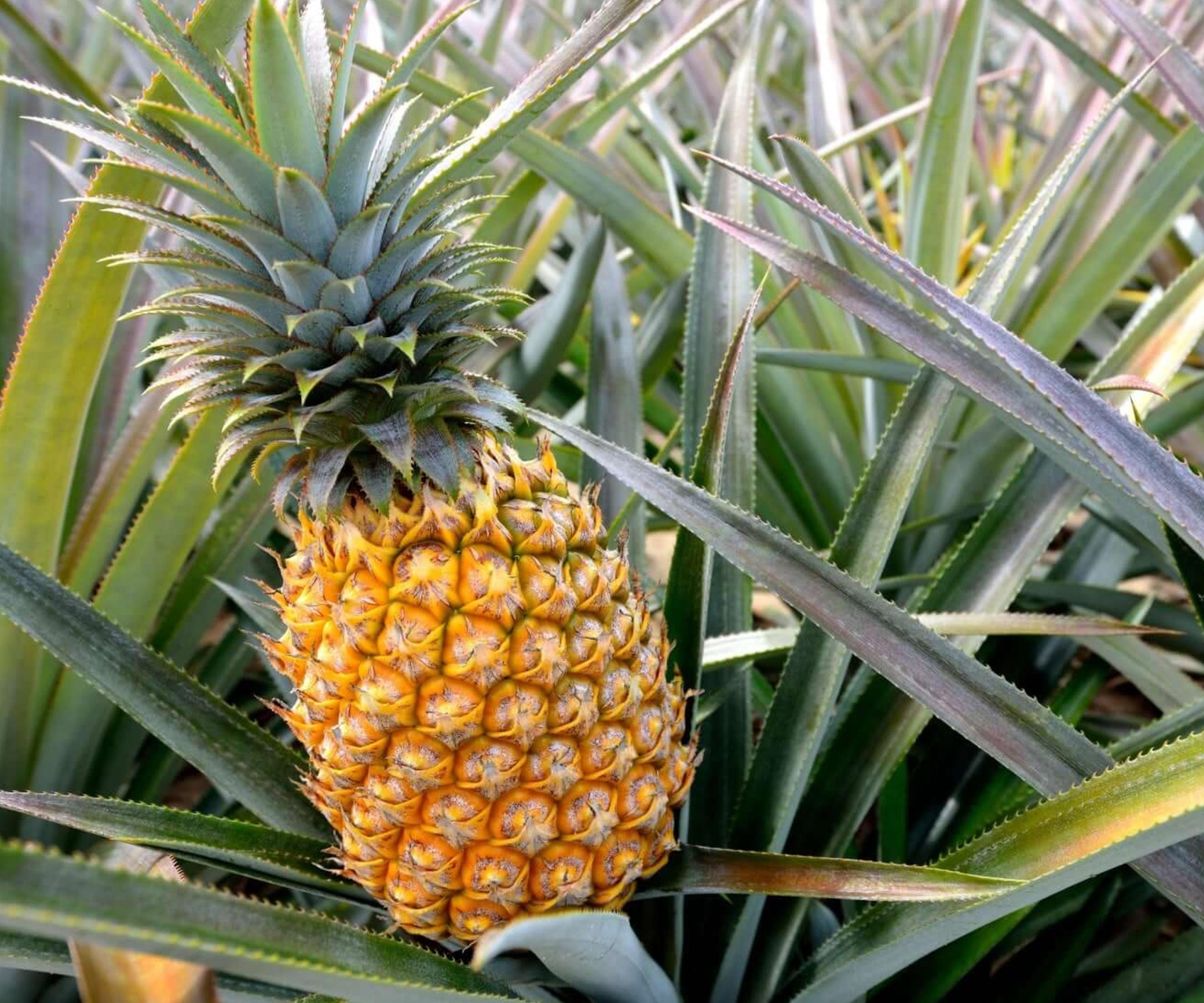 Elite Gold Pineapple Live Plants Set of 4 – Tropical Fruit Indoor Outdoor Garden, Edible & Ornamental, Ananas comosus