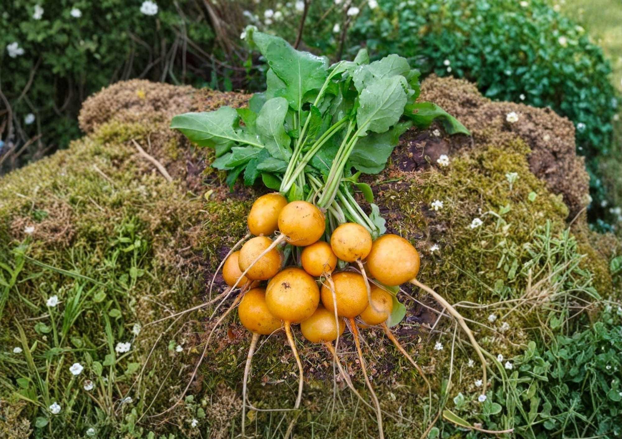 Golden Helios Radish Seeds – 300+ Heirloom Vegetable Seeds for Garden, Bright Yellow Round Radish, Fast Growing, Non-GMO