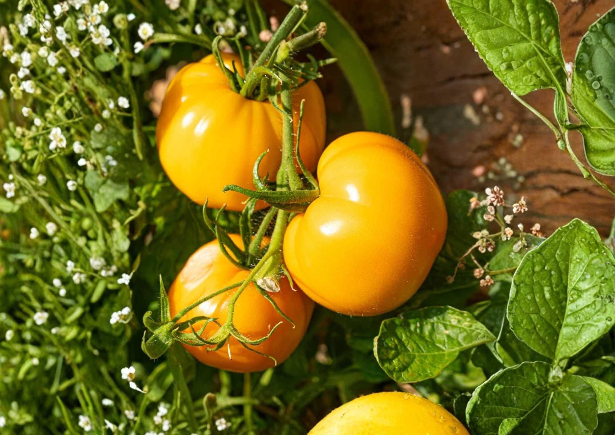 Amana Orange Tomato Seeds, Heirloom Non-GMO, Rare Vegetable Seeds for Garden, Large Golden Orange Beefsteak, Sweet, Low Acid