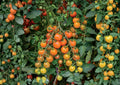 Orange Cherry Tomato Seeds – Heirloom, Rare Vegetable Seeds for Garden, Sweet Small Cherry Tomatoes, Bright Orange, High Yield