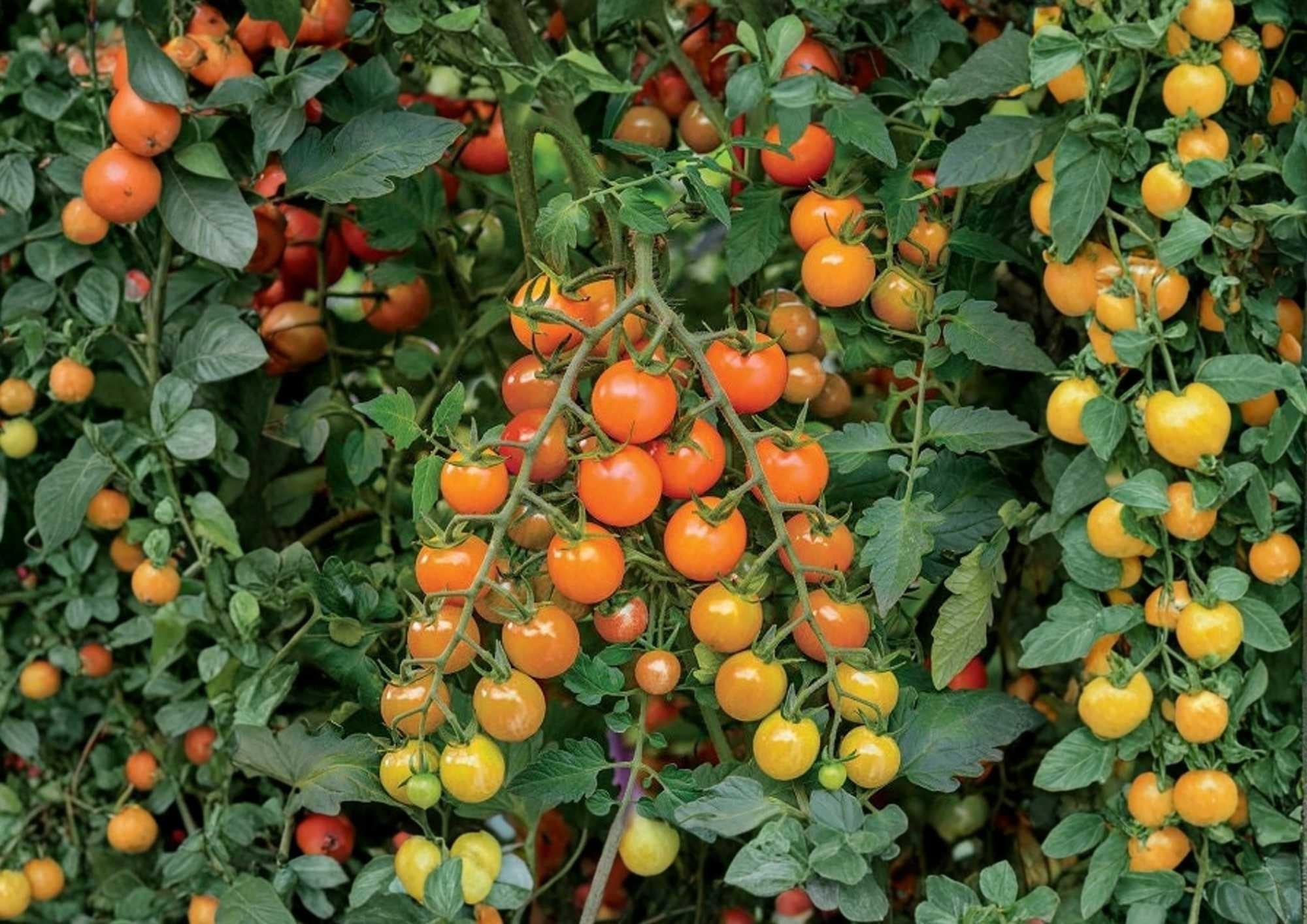 Orange Cherry Tomato Seeds – Heirloom, Rare Vegetable Seeds for Garden, Sweet Small Cherry Tomatoes, Bright Orange, High Yield