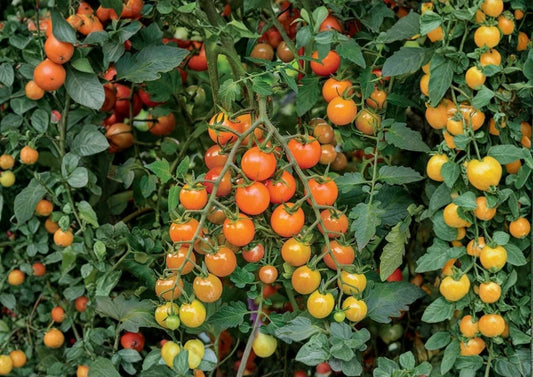 Orange Cherry Tomato Seeds – Heirloom, Rare Vegetable Seeds for Garden, Sweet Small Cherry Tomatoes, Bright Orange, High Yield