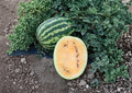 10 Orange Krush Watermelon Seeds – Heirloom Non-GMO Bright Orange Flesh Sweet Juicy Summer Fruit Seeds