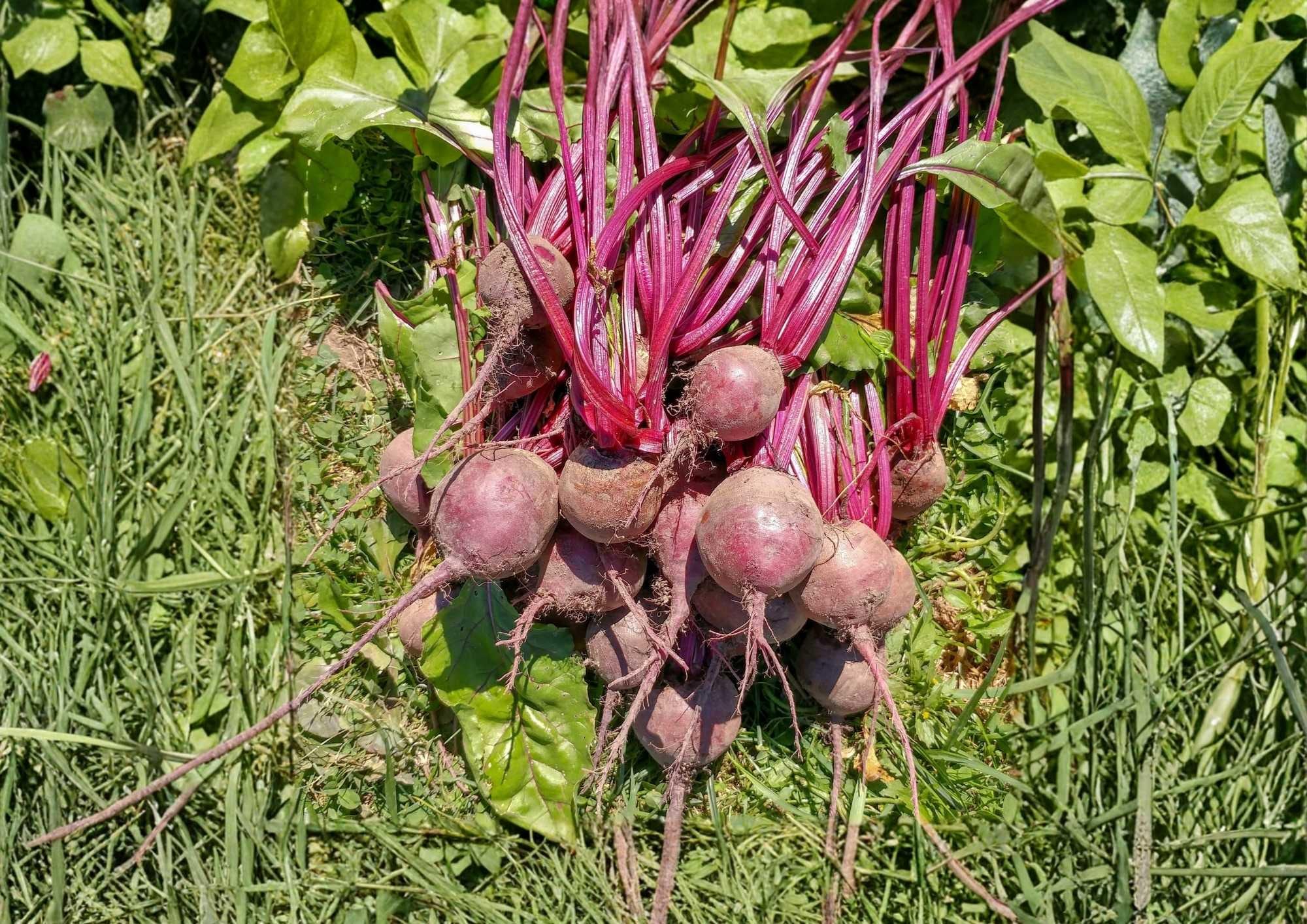 200+ Detroit Dark Red Beet Seeds – Organic Heirloom Non-GMO Vegetable Seeds for Garden Planting, Deep Red Sweet Beets, High Yield