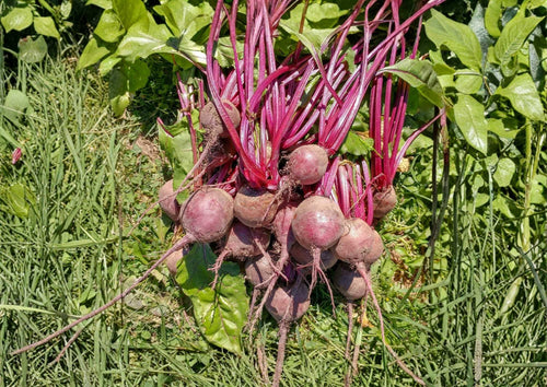 200+ Detroit Dark Red Beet Seeds – Organic Heirloom Non-GMO Vegetable Seeds for Garden Planting, Deep Red Sweet Beets, High Yield