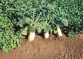 Japanese Minowase Daikon Radish Seeds – Heirloom Non-GMO Vegetable Seeds for Garden, Long White Radish, Mild Crisp Flavor