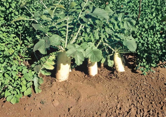 Japanese Minowase Daikon Radish Seeds – Heirloom Non-GMO Vegetable Seeds for Garden, Long White Radish, Mild Crisp Flavor