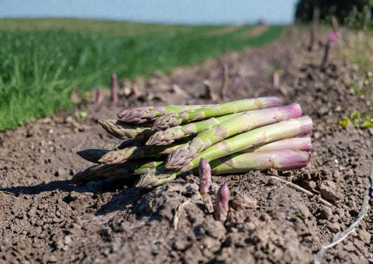 Organic Asparagus Seeds 100+ UC 157 F2 Non-GMO Vegetable Seeds for Garden Planting, High Yield Tender Spears, Perennial Crop