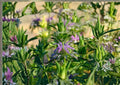 Lemon Mint Seeds, 500+ Heirloom Organic Non-GMO Herb Seeds, Lemon Bee Balm, Citrus Scented Pollinator-Friendly Medicinal Plant