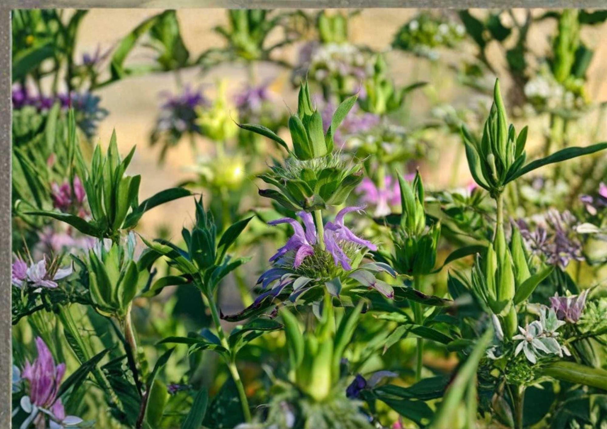 Lemon Mint Seeds, 500+ Heirloom Organic Non-GMO Herb Seeds, Lemon Bee Balm, Citrus Scented Pollinator-Friendly Medicinal Plant