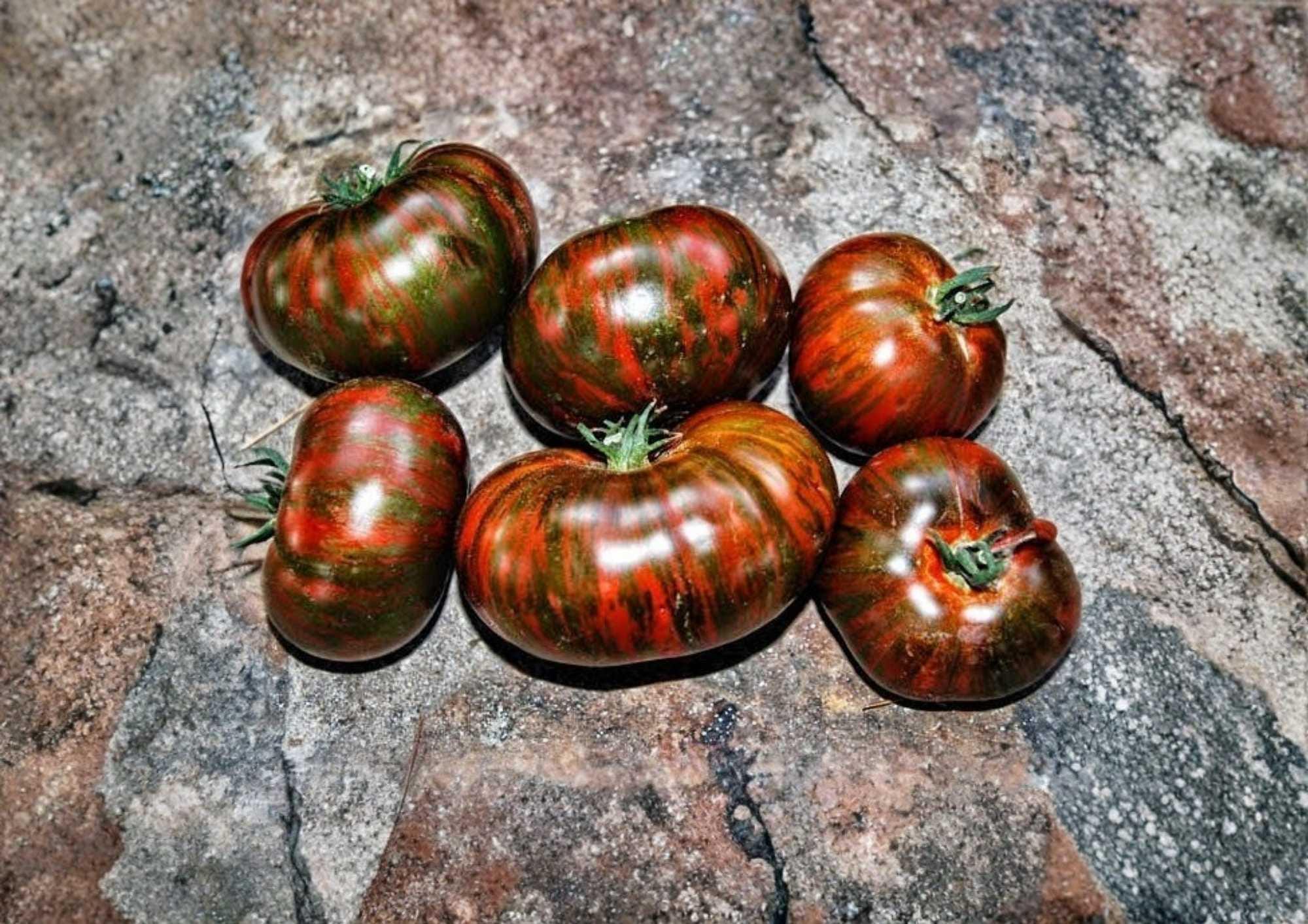 Vintage Wine Striped Tomato Seeds, Heirloom Rare Beefsteak, 120+ Non-GMO Garden Planting Seeds, Red & Yellow Striped Fruits