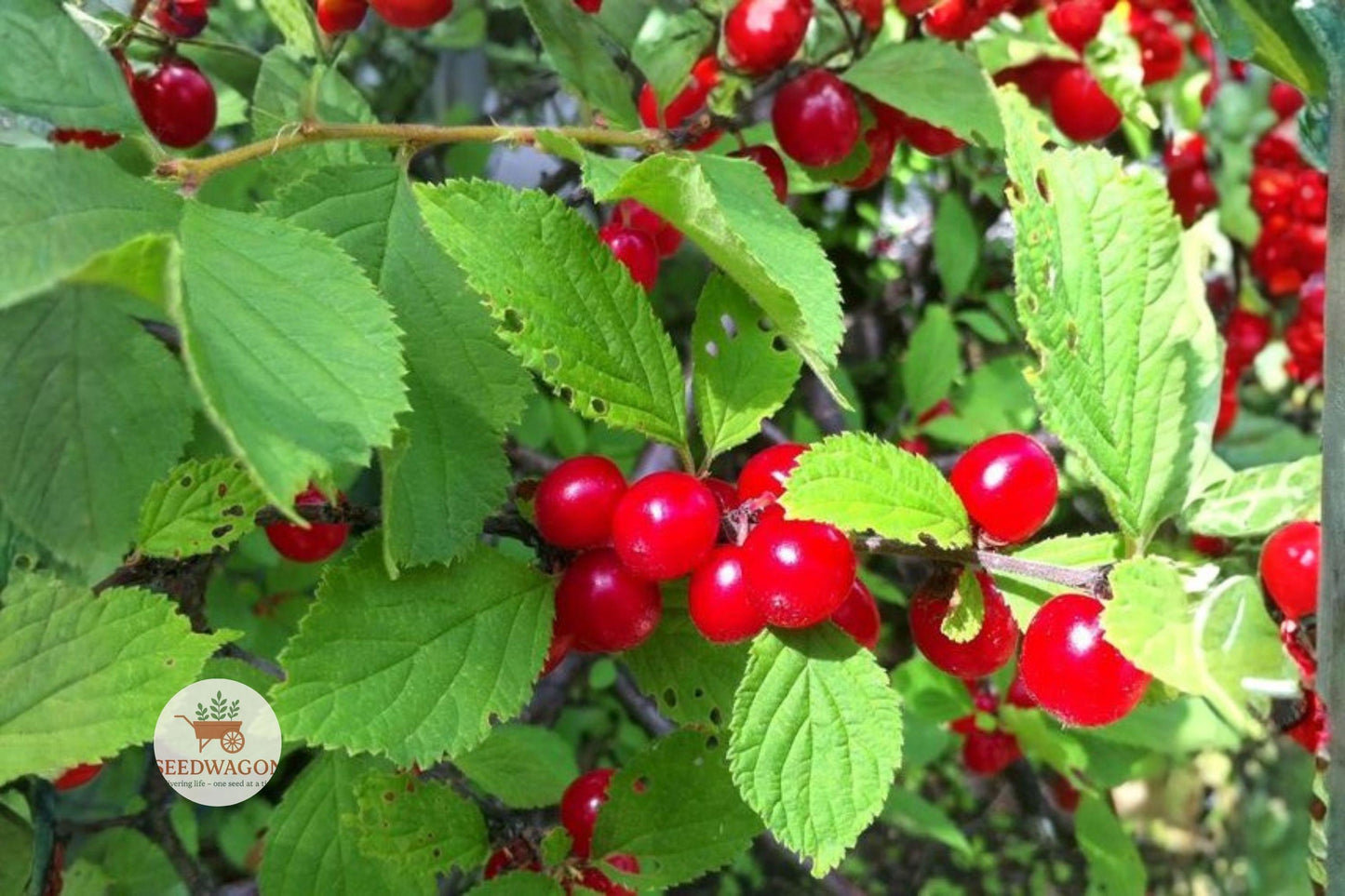 Nanking Cherry Seeds, Prunus tomentosa, Hardy Edible Fruit Shrub, Bright Red Cherries, Spring Blossoms, Garden Plant
