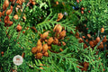 Eastern Arborvitae Seeds 50 – Thuja occidentalis Northern White Cedar Evergreen Tree Seeds for Privacy Hedges & Windbreaks