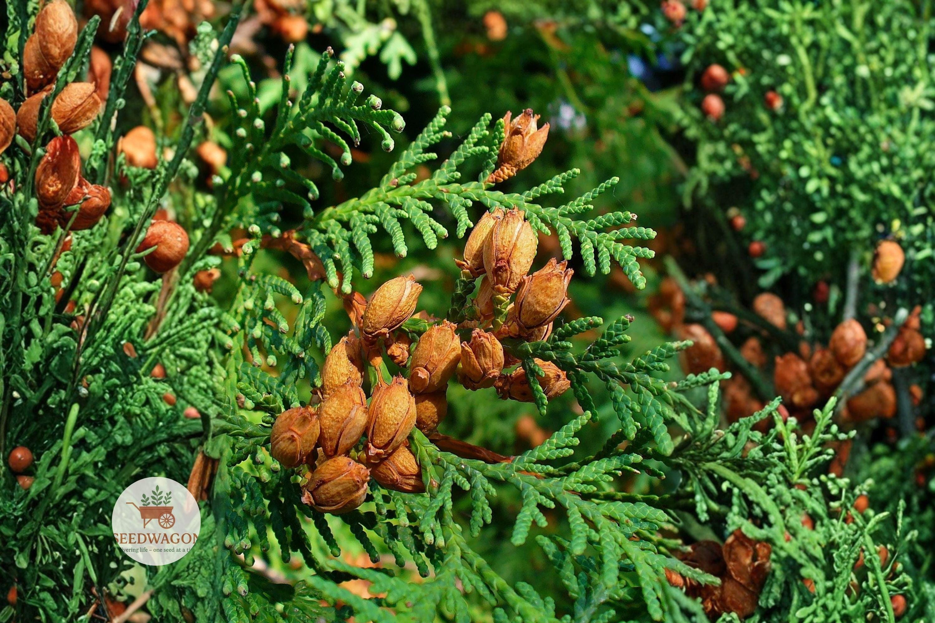 Eastern Arborvitae Seeds 50 – Thuja occidentalis Northern White Cedar Evergreen Tree Seeds for Privacy Hedges & Windbreaks
