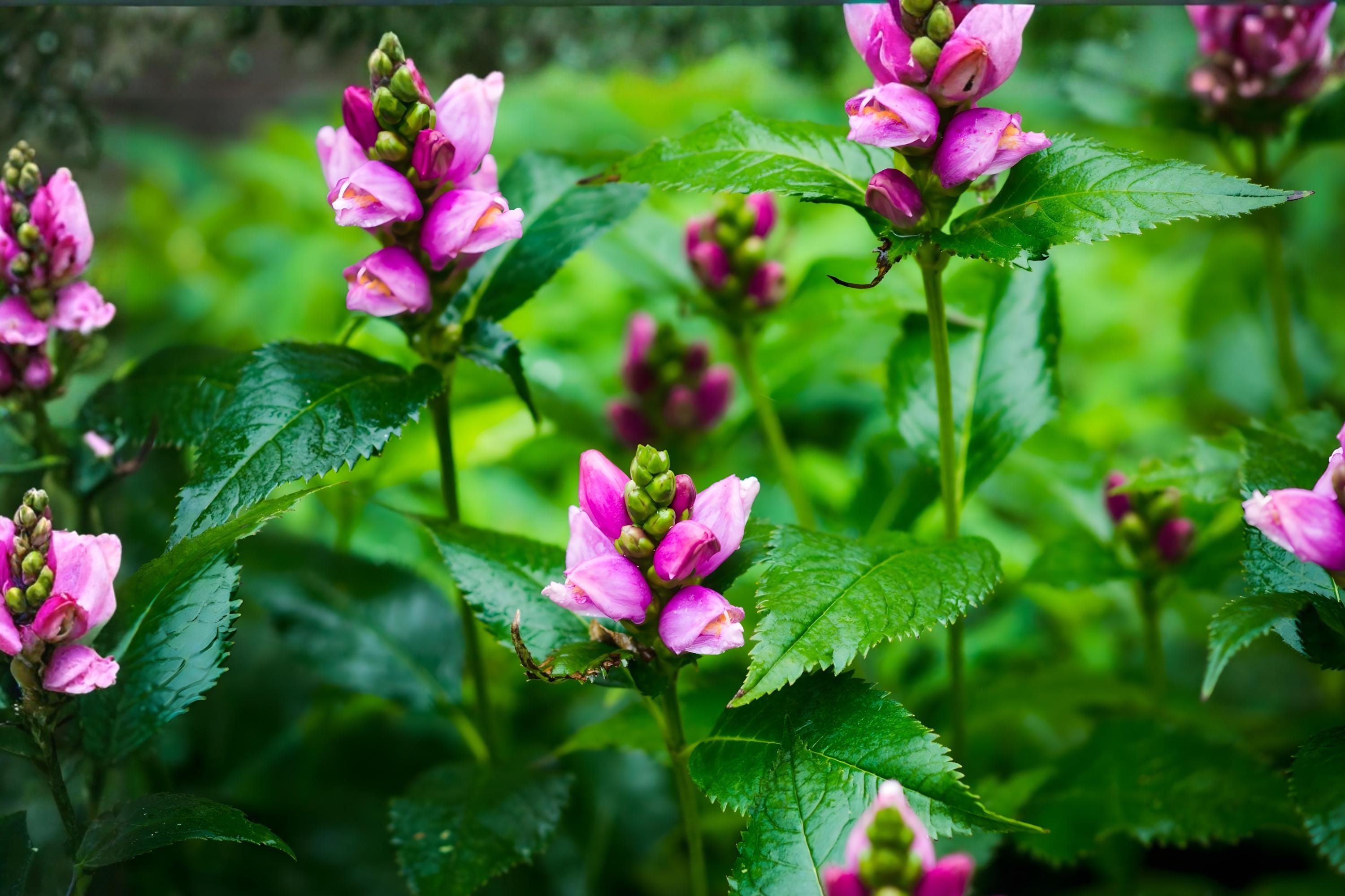 White Turtlehead Seeds (Chelone glabra) – Native Wetland Flower, Pollinator & Butterfly Host, Moisture-Loving Wildflower Seeds