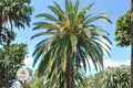 Canary Date Palm Seeds – Phoenix canariensis Ornamental Tropical Palm Tree Seeds for Landscaping & Garden