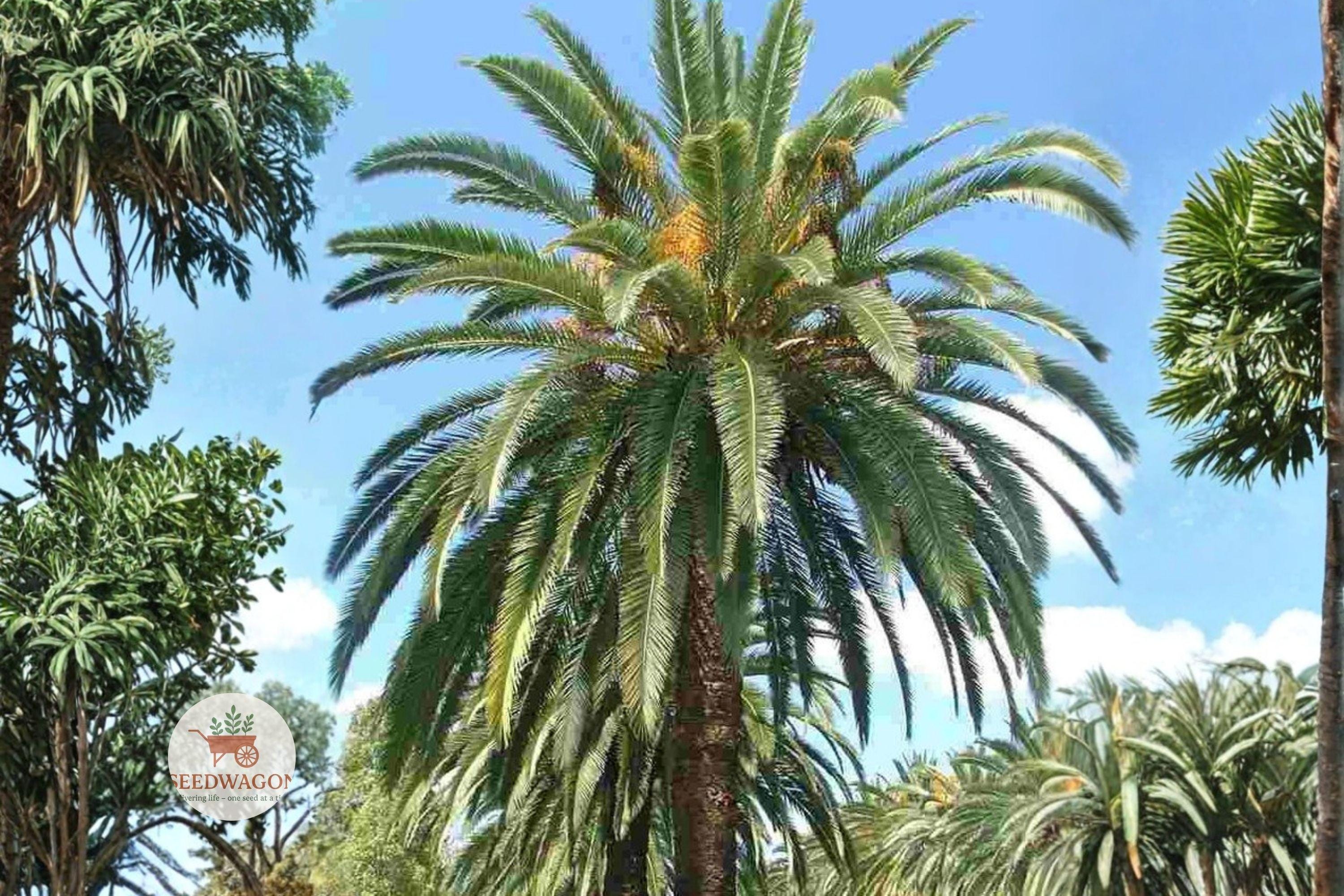 Canary Date Palm Seeds – Phoenix canariensis Ornamental Tropical Palm Tree Seeds for Landscaping & Garden