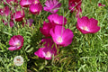 Bush’s Poppy Mallow Seeds – Native Perennial Wildflower, Magenta-Purple Blooms, Drought Tolerant, Pollinator Plant, Callirhoe bushii
