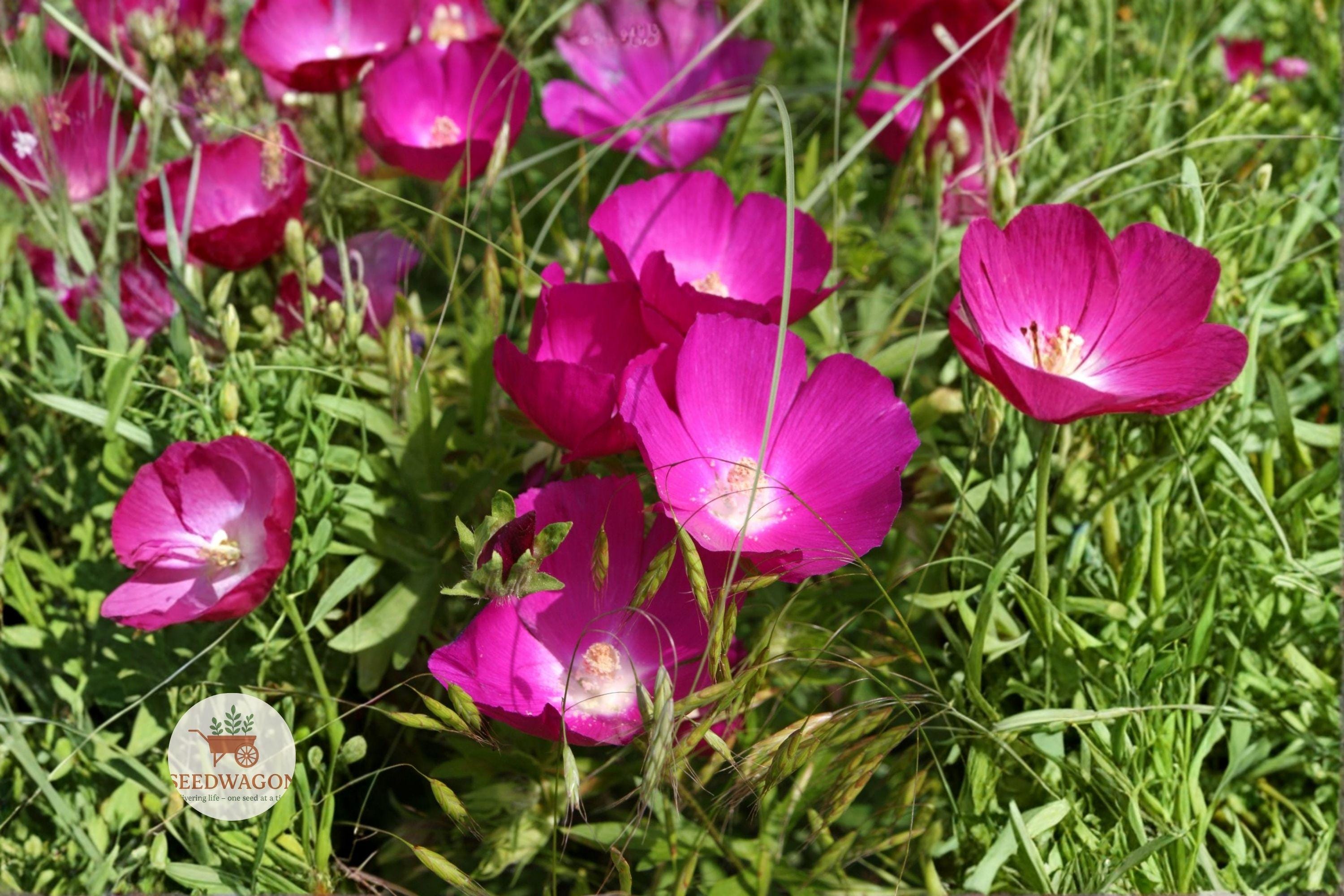 Bush’s Poppy Mallow Seeds – Native Perennial Wildflower, Magenta-Purple Blooms, Drought Tolerant, Pollinator Plant, Callirhoe bushii