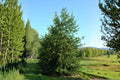 English Holly Seeds, Ilex aquifolium, Evergreen Shrub, Bright Red Berries, Ornamental Landscape, Wildlife-Friendly