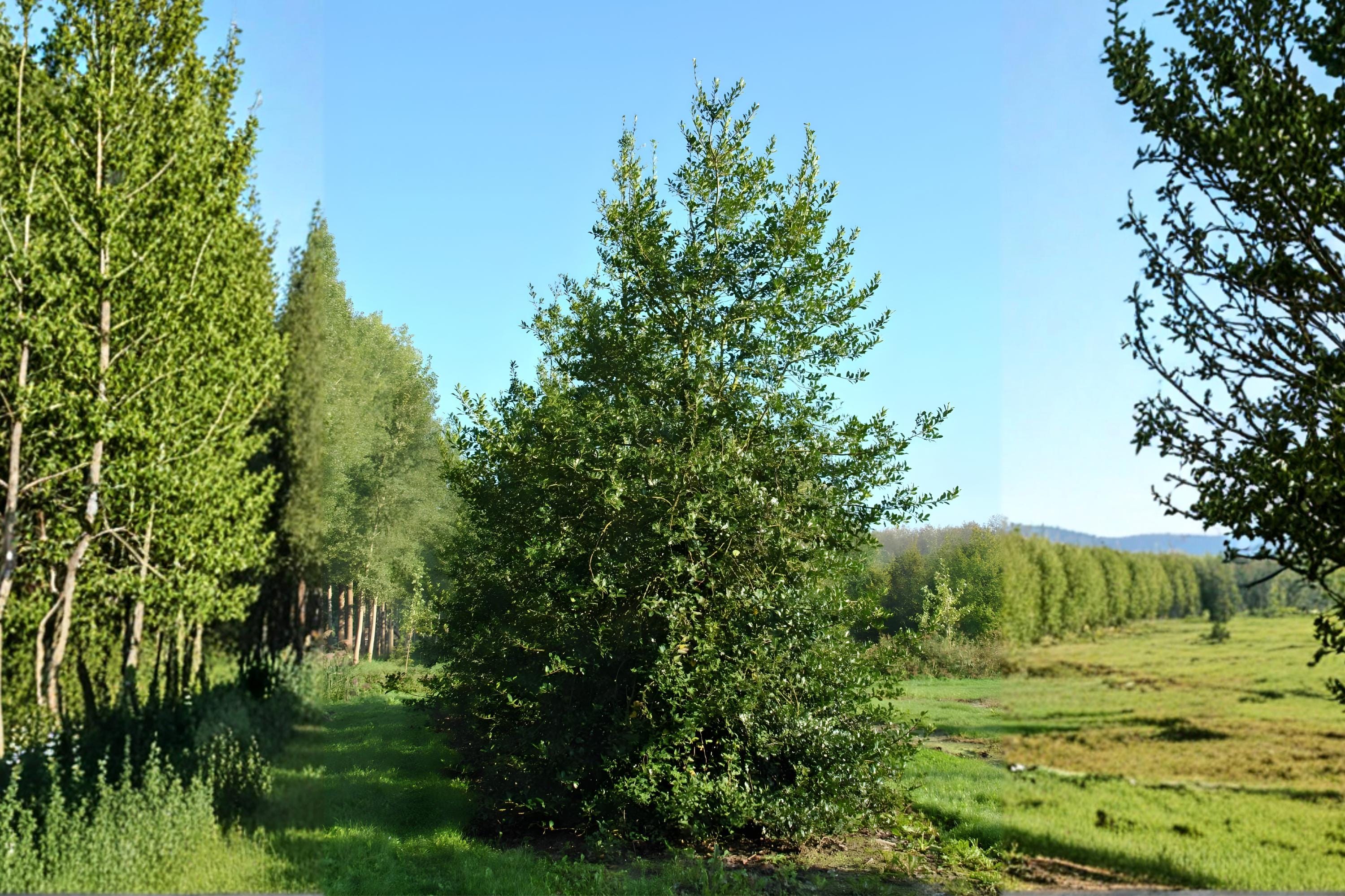 English Holly Seeds, Ilex aquifolium, Evergreen Shrub, Bright Red Berries, Ornamental Landscape, Wildlife-Friendly