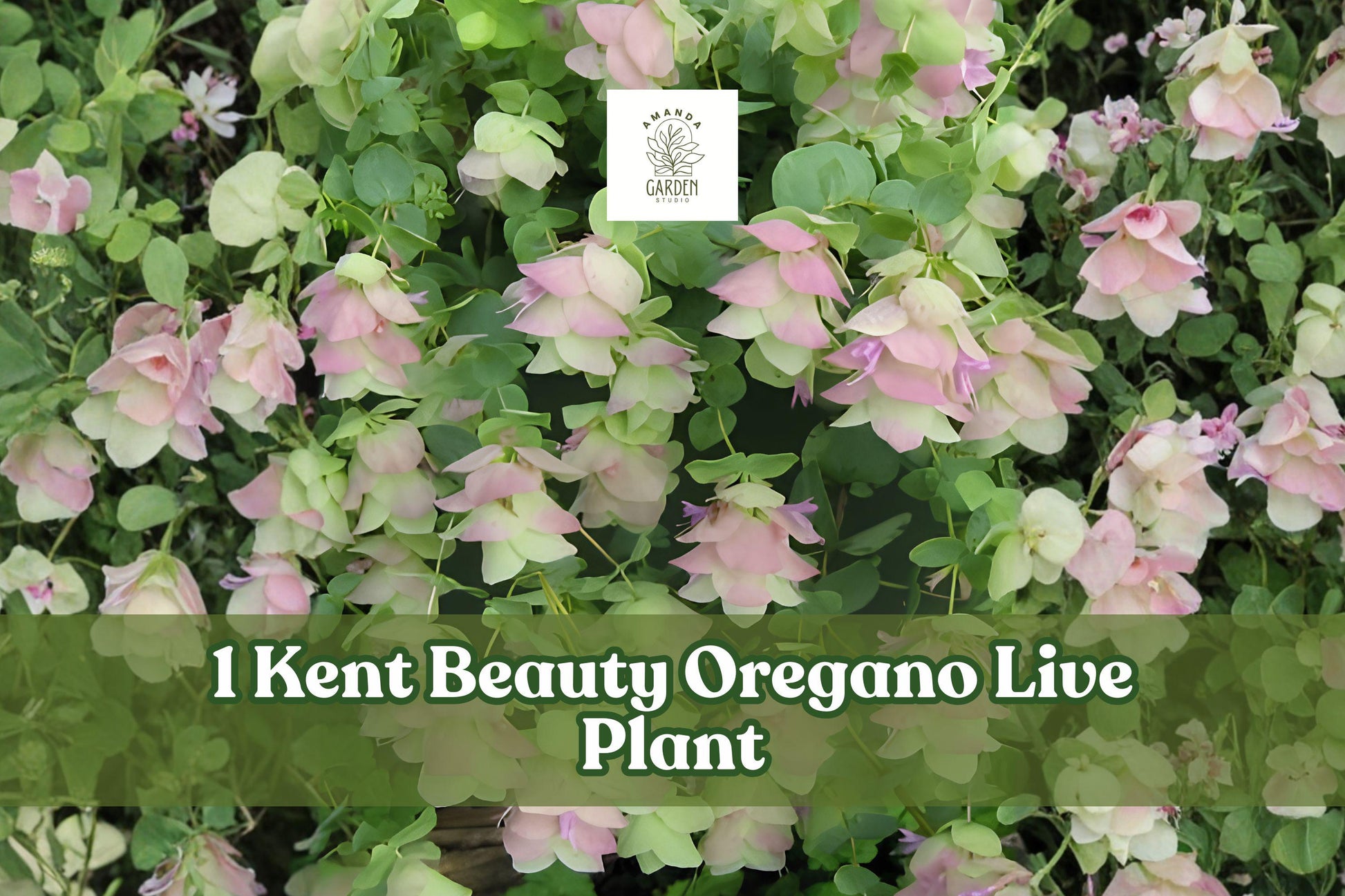Kent Beauty Ornamental Oregano Live Plant Plug – Trailing Herb, Pink & Green Bracts, Perennial, Origanum ‘Kent Beauty’