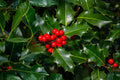 Chinese Holly Seeds (Ilex cornuta) – Evergreen Shrub for Hedges & Landscaping, Bright Red Berries, Low-Maintenance, Tolerant of Urban Conditions