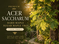 Sugar Maple Bare Root Tree 12-24in Acer saccharum Deciduous Shade Landscape Tree