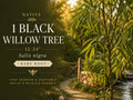 Black Willow Bare Root Tree 12-24in Salix nigra Native Wetland Landscape, Deciduous Tree for Pond Edges & Erosion Control