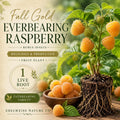 Fall Gold Raspberry Live Root Starter Plant – Everbearing Rubus Berry for Garden or Container Cultivation