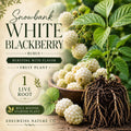 Snowbank White Blackberry Plant – Heirloom Non-GMO Rubus hybrid, White Berries, Self-Pollinating, Trailing Growth, Garden Bed or Trellis