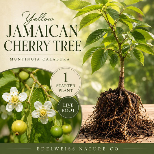Jamaican Cherry Live Root Starter Plant – Muntingia calabura Heirloom Non-GMO Tropical Fruit Tree