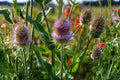 Teasel Seeds 30 Dipsacus sativus Cultivated Teasel Biennial Plant for Gardens & Pollinators
