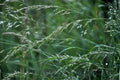 Rough Bluegrass Seeds (Poa trivialis) – Cool-Season Grass for Lawns, Shaded Areas, Erosion Control, Lush Green Ground Cover