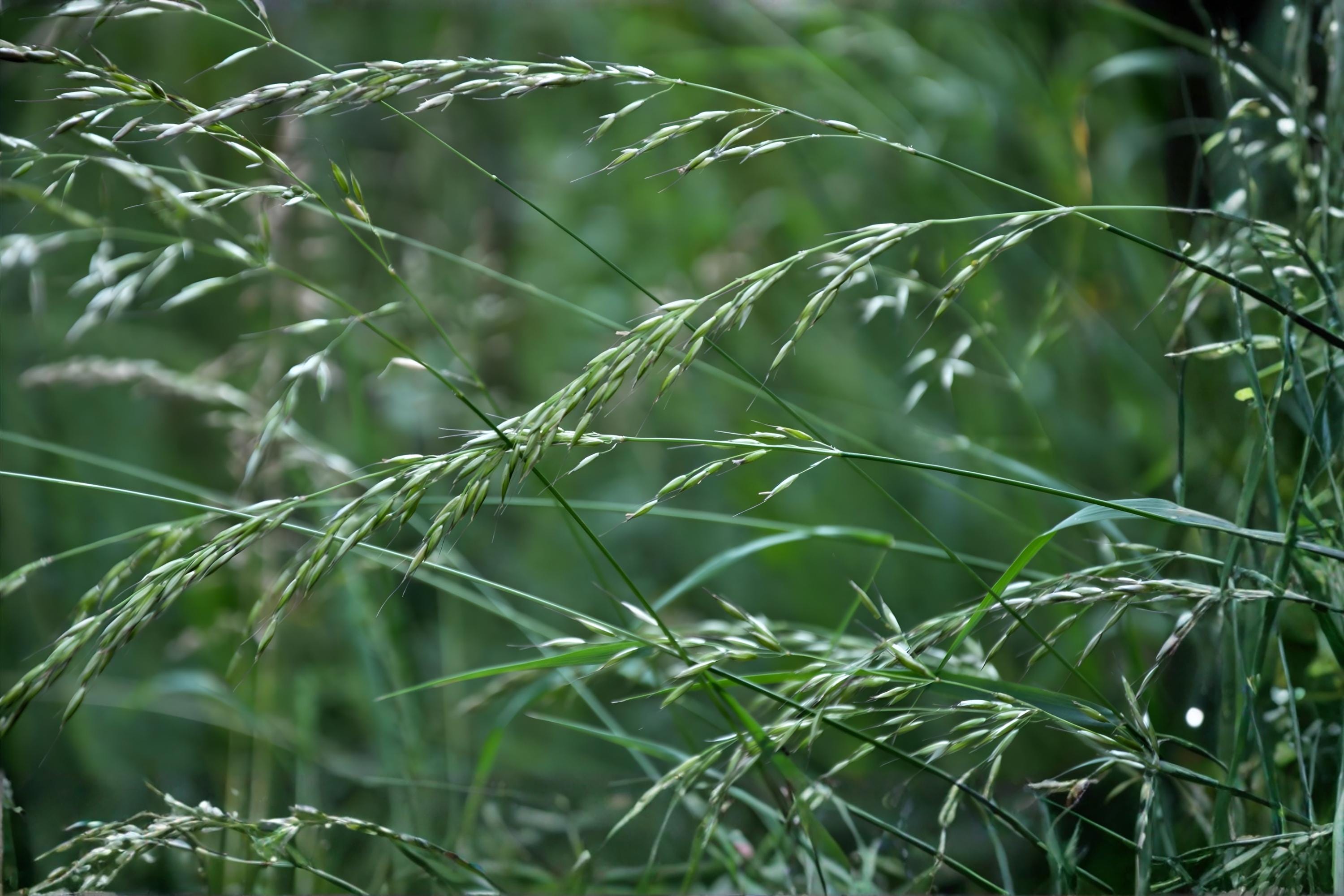 Rough Bluegrass Seeds (Poa trivialis) – Cool-Season Grass for Lawns, Shaded Areas, Erosion Control, Lush Green Ground Cover