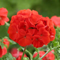 Red Geranium Cuttings 6 Inches, Fragrant Flower Plant, Propagation Pack of 6, Pelargonium graveolens