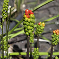 Bare Root Lord and Ladies Plants | Arum Maculatum | Woodland Perennial, 5 Pack