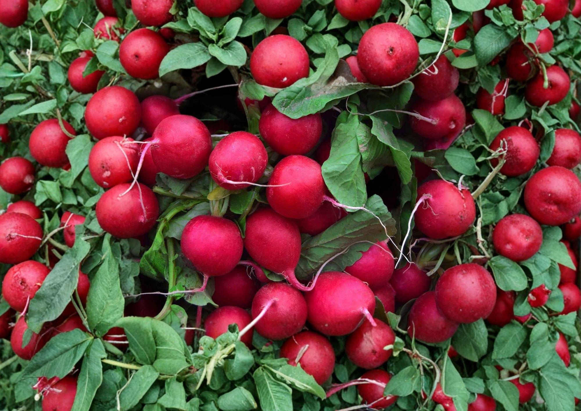100+ Champion Radish Seeds – Heirloom Non-GMO Vegetable Seeds for Garden, Round Red Radish, Crisp & Fast Growing, Mild Flavor