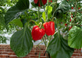 California Wonder Bell Pepper Seeds – Heirloom Non-GMO Vegetable Seeds for Garden, Sweet Green to Red, Thick Wall, Fast Growing