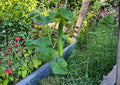 Suyo Long Cucumber Seeds – Heirloom Asian Vegetable Seeds, Long Ribbed, Sweet Crisp, Burpless, Garden Planting, Fast Shipping