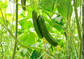 50+ Marketmore 76 Cucumber Seeds – Heirloom, Disease-Resistant, Slicing, High Yield Vegetable Seeds for Garden Planting, Non-GMO