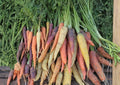 Rainbow Carrot Seeds - 200+ Heirloom Vegetable Seeds for Garden Planting, Colorful Purple Yellow Orange White Carrots, Sweet Variety