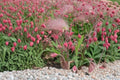 Prairie Smoke Seeds – Geum triflorum Perennial Flower for Garden, Ornamental Wildflower, Pink Nodding Blooms, Feathery Seed Heads