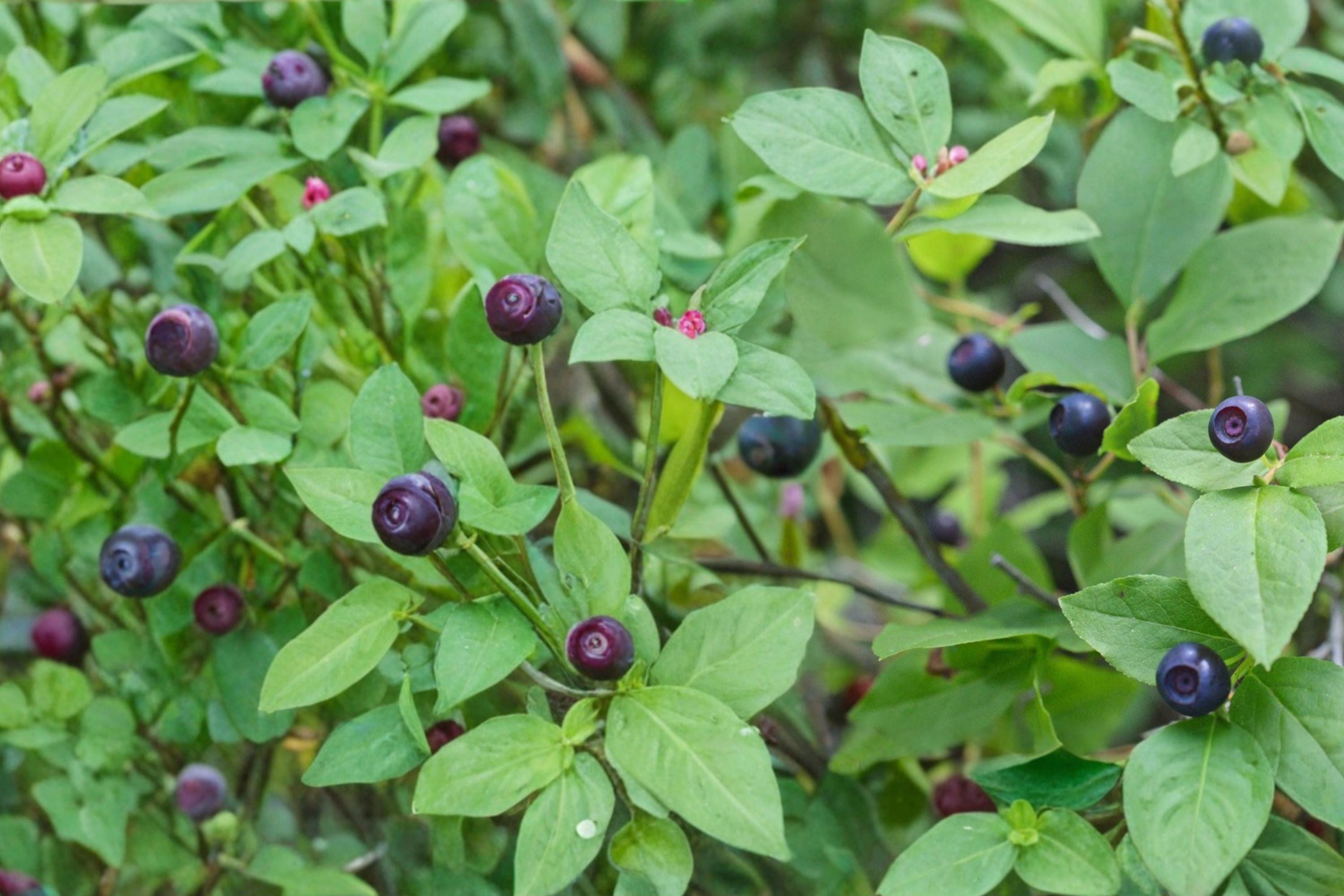Big Huckleberry Seeds – Vaccinium membranaceum Shrub for Woodland Gardens, Edible Dark Berries, Perennial Berry Plant