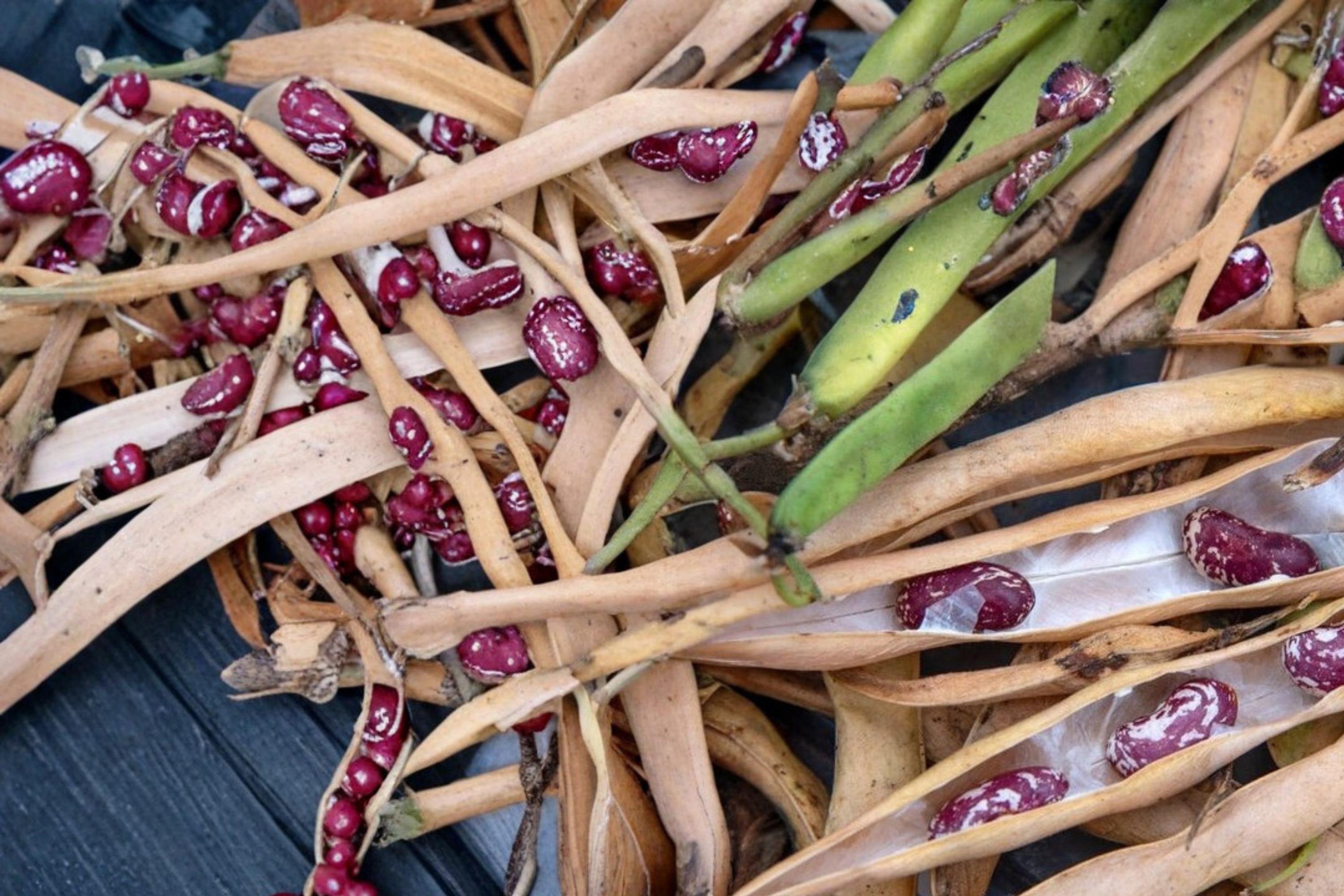 Cave Bean Seeds – Phaseolus vulgaris Heirloom Vegetable Seeds for Planting, Unique Garden Crop, 20 Seeds