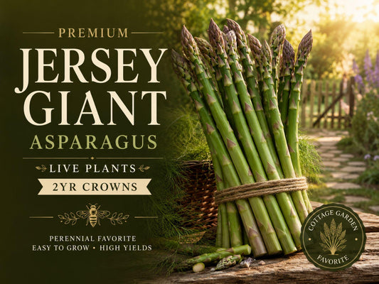 Jersey Giant Asparagus Crowns – 5 Live 2-Year Perennial Vegetable Plants – Asparagus officinalis, Green Spears, Full Sun, Well-Draining Soil
