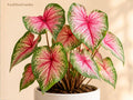 Caladium Buck Bulbs – Tropical Foliage Plant for Shade Gardens, Containers & Landscape Beds – Caladium bicolor