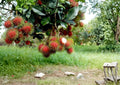 Rambutan Live Fruit Tree 12–24 Inches Tall – Nephelium lappaceum – Tropical Fruit Tree, Edible Fruit, Fast Shipping